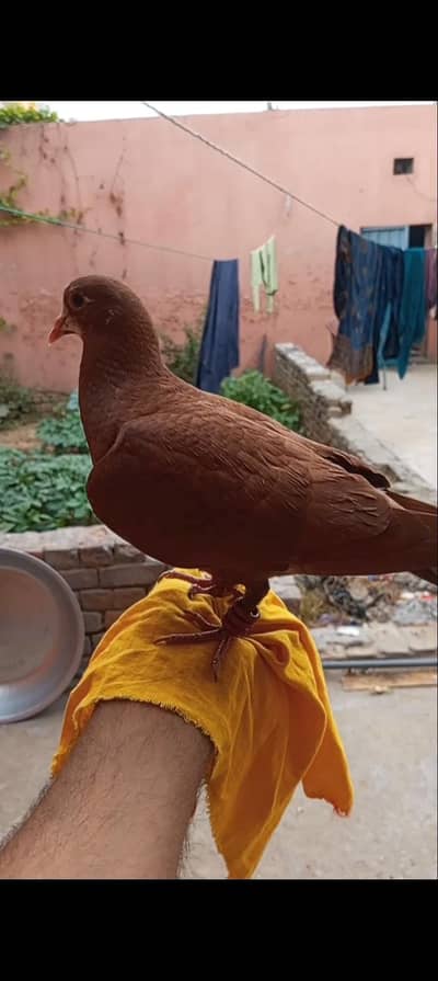 Hand Tame Kabootar