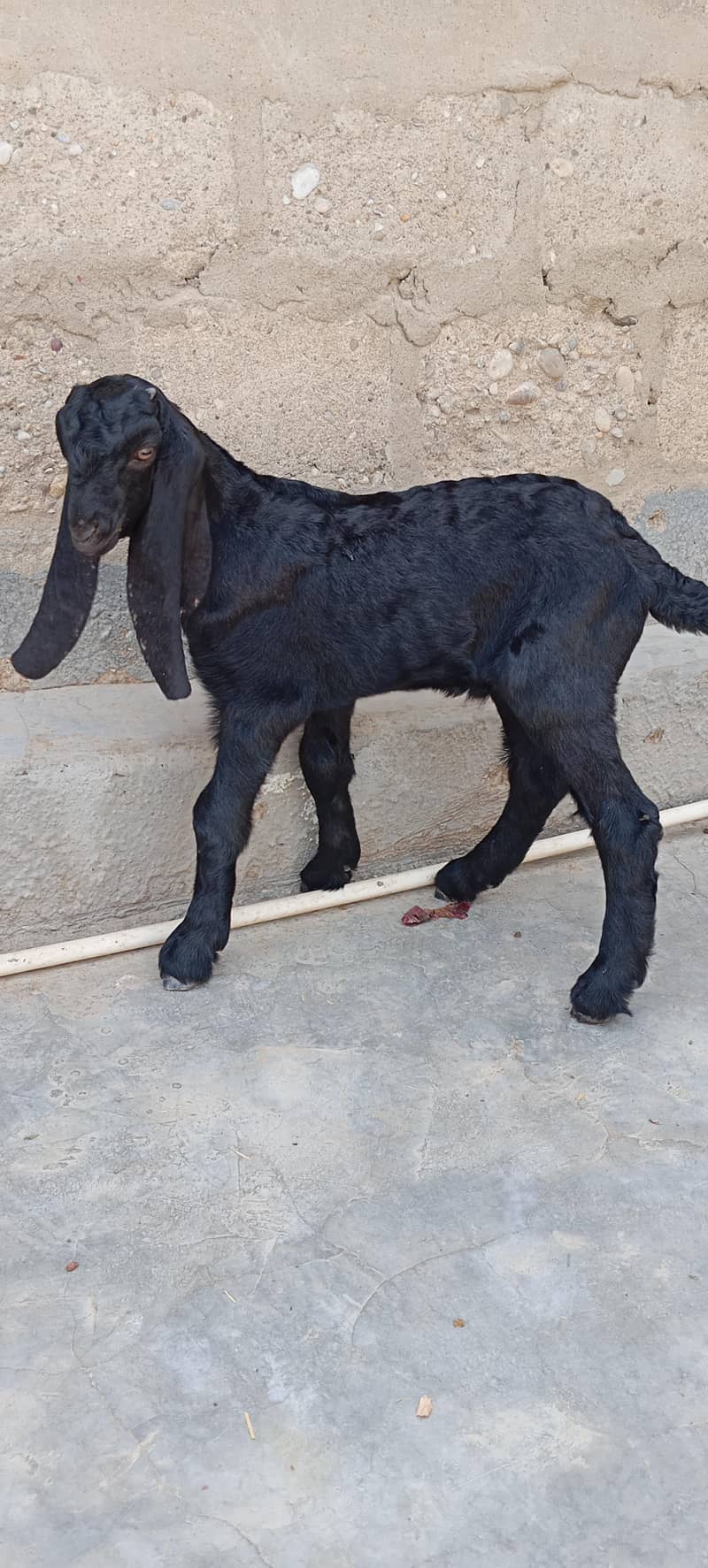 Bakra 0