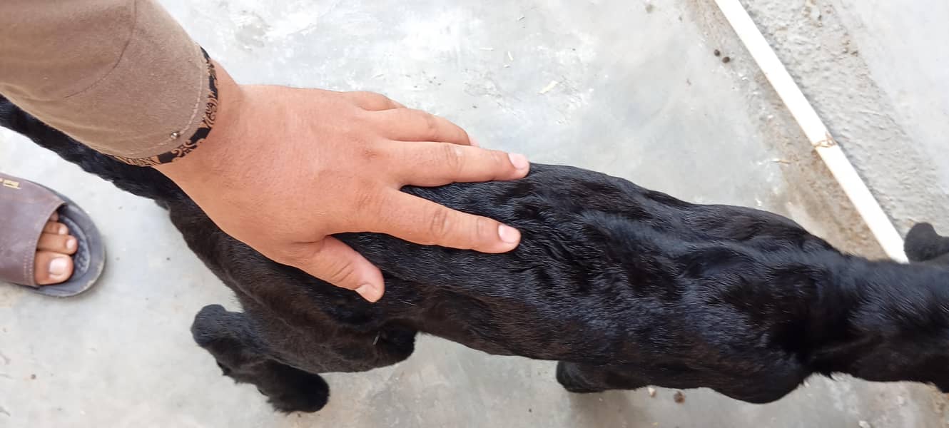 Bakra 1