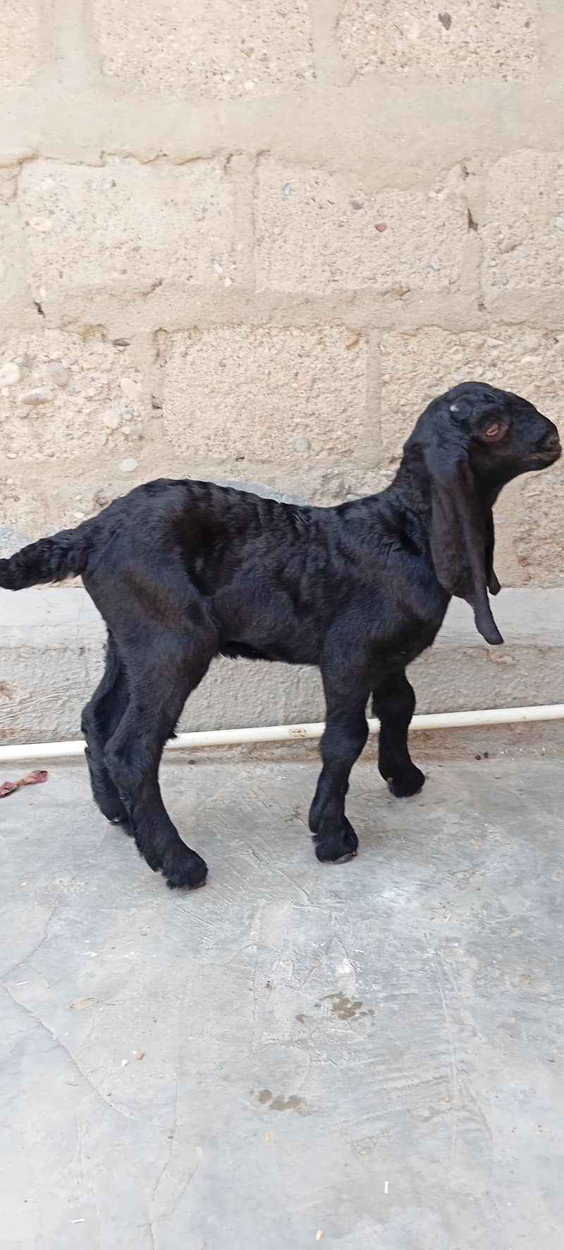 Bakra 2