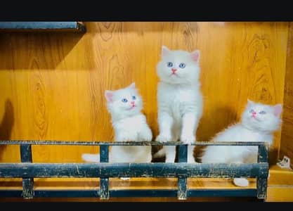 persiany cats 4500