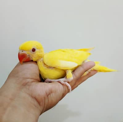 Ringneck or pahari