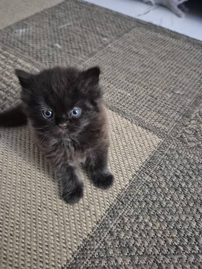 peke persian blood line