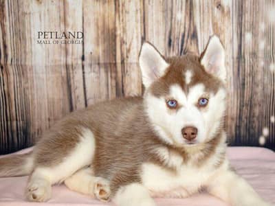 Female Husky Puppy Available For sale
