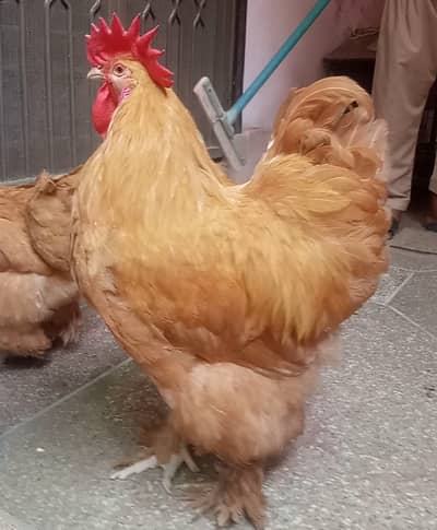 Heavy Golden buff pair