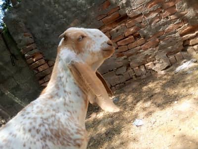 Makhi cheena quality male