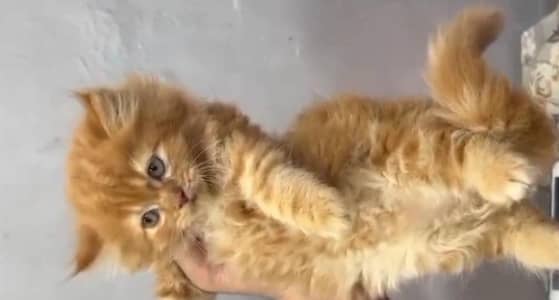 triple coat persian kitten