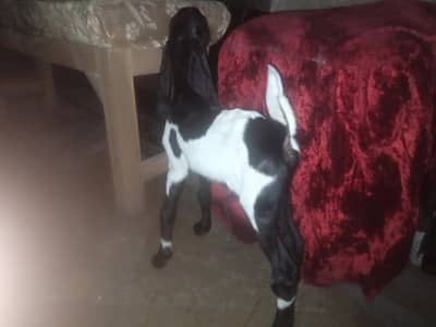 tazi sui bakri sath 3 bachy
