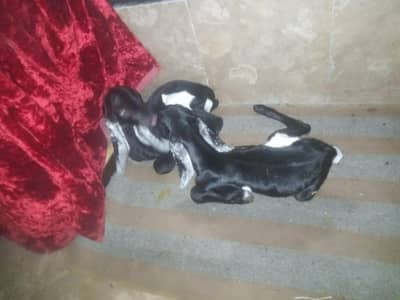 tazi sui bakri sath 2 bachy