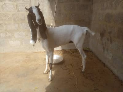 2 dant female