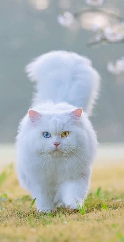 Persian white kitten's