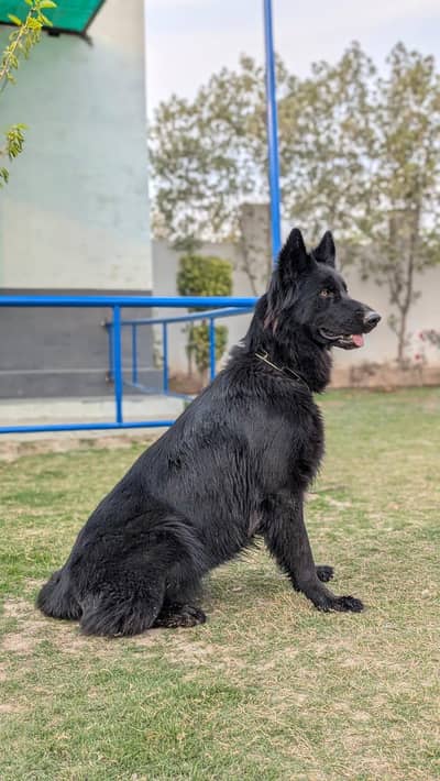 BLACK SHEPHERD BREEDER FEMALE FOR SALE NEAR TO HEAT