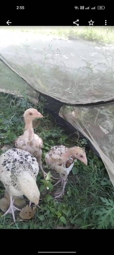 2 Aseel chicks for sale