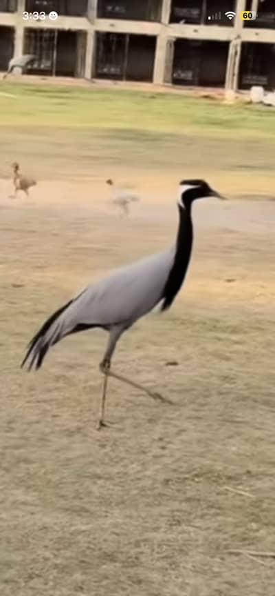 Cute bird