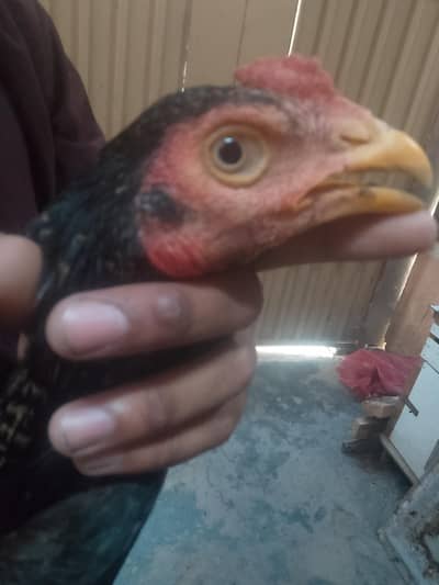aseel murga for sale