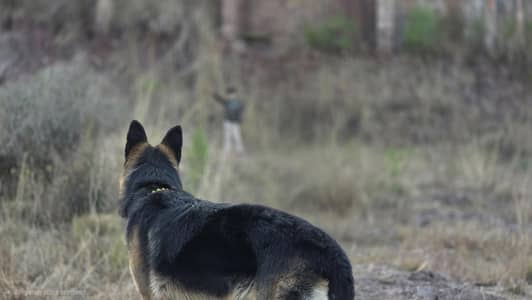 Shepherd for Sale