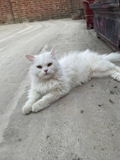 persian semi punch cat on heat cross with punch face odd eye male