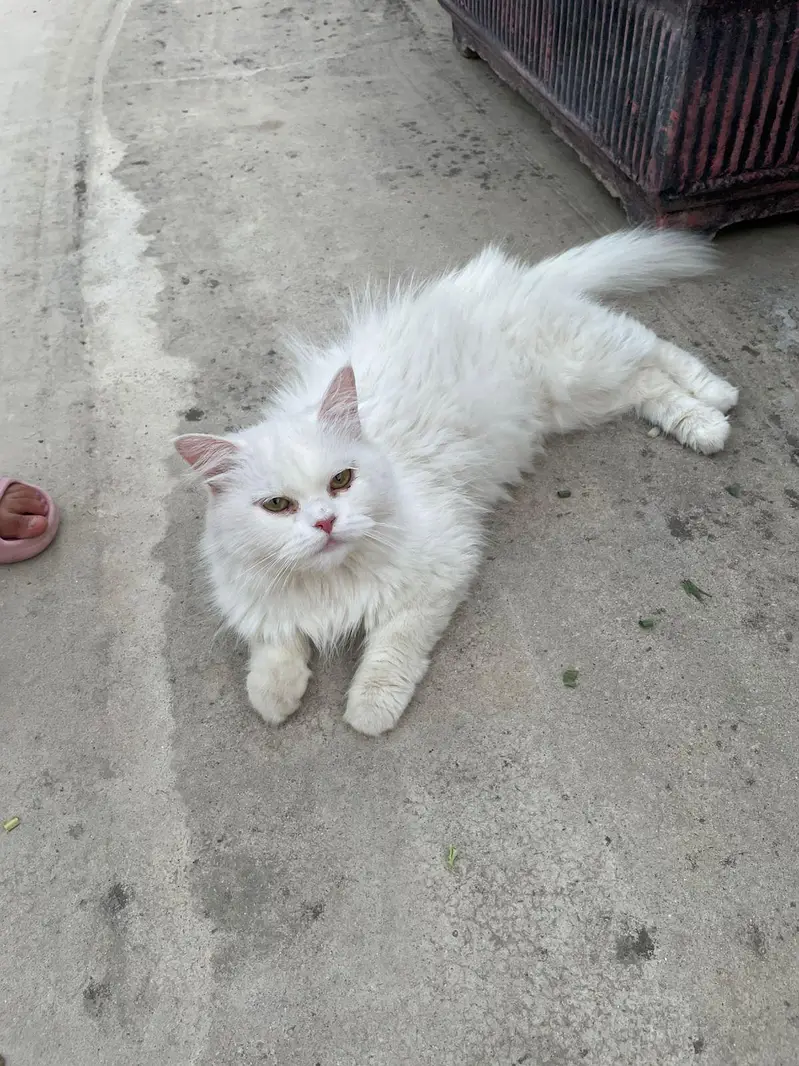 persian semi punch cat on heat cross with punch face odd eye male — photo 2