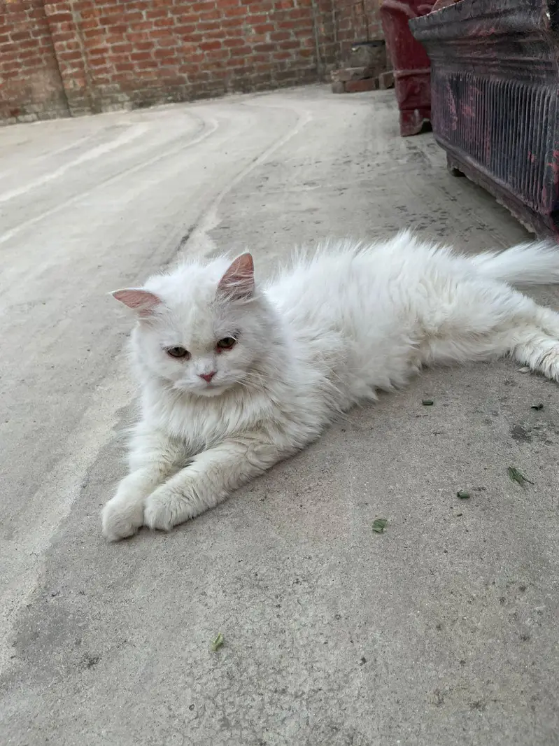persian semi punch cat on heat cross with punch face odd eye male — photo 3