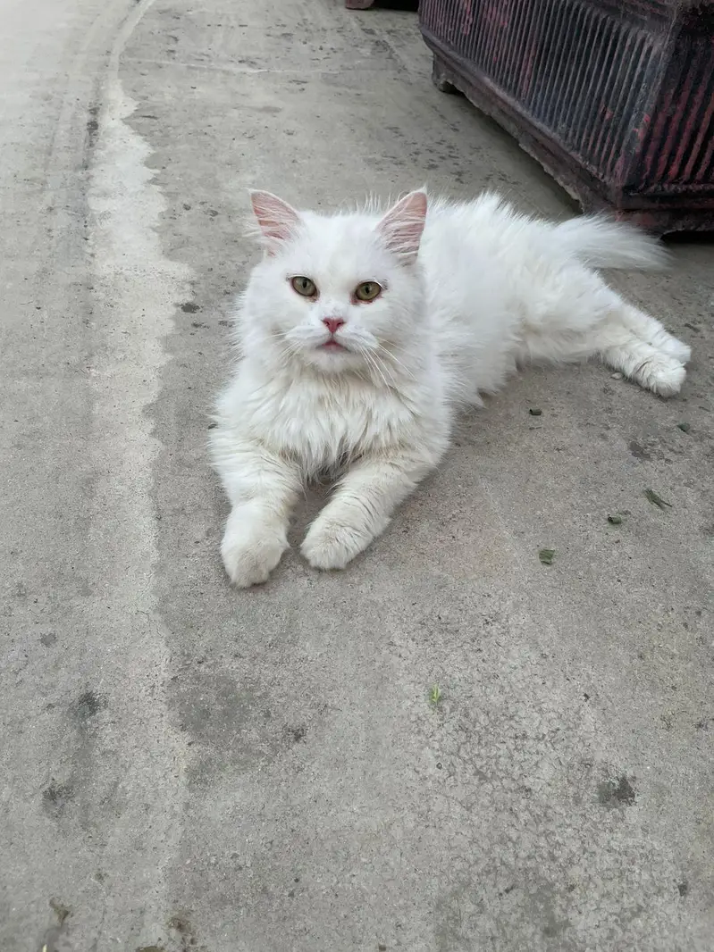 persian semi punch cat on heat cross with punch face odd eye male — photo 4