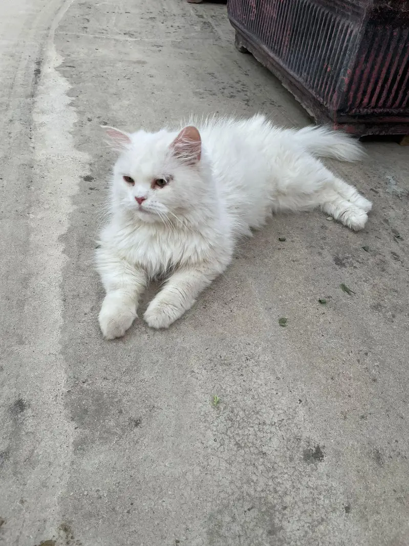 persian semi punch cat on heat cross with punch face odd eye male — photo 5