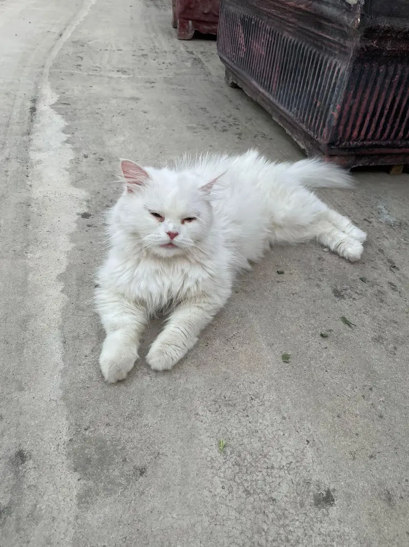 persian semi punch cat on heat cross with punch face odd eye male — photo 6