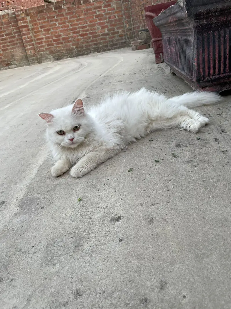 persian semi punch cat on heat cross with punch face odd eye male — photo 7