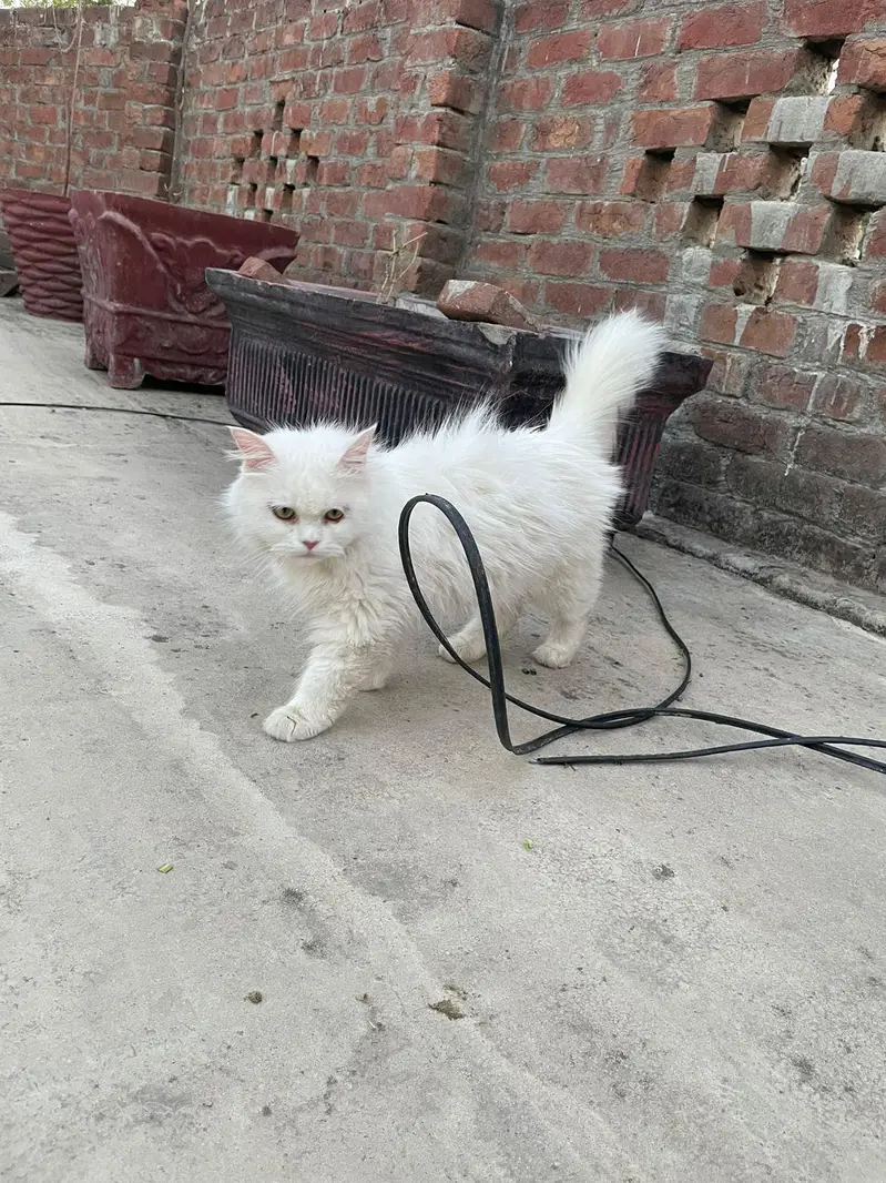 persian semi punch cat on heat cross with punch face odd eye male — photo 8