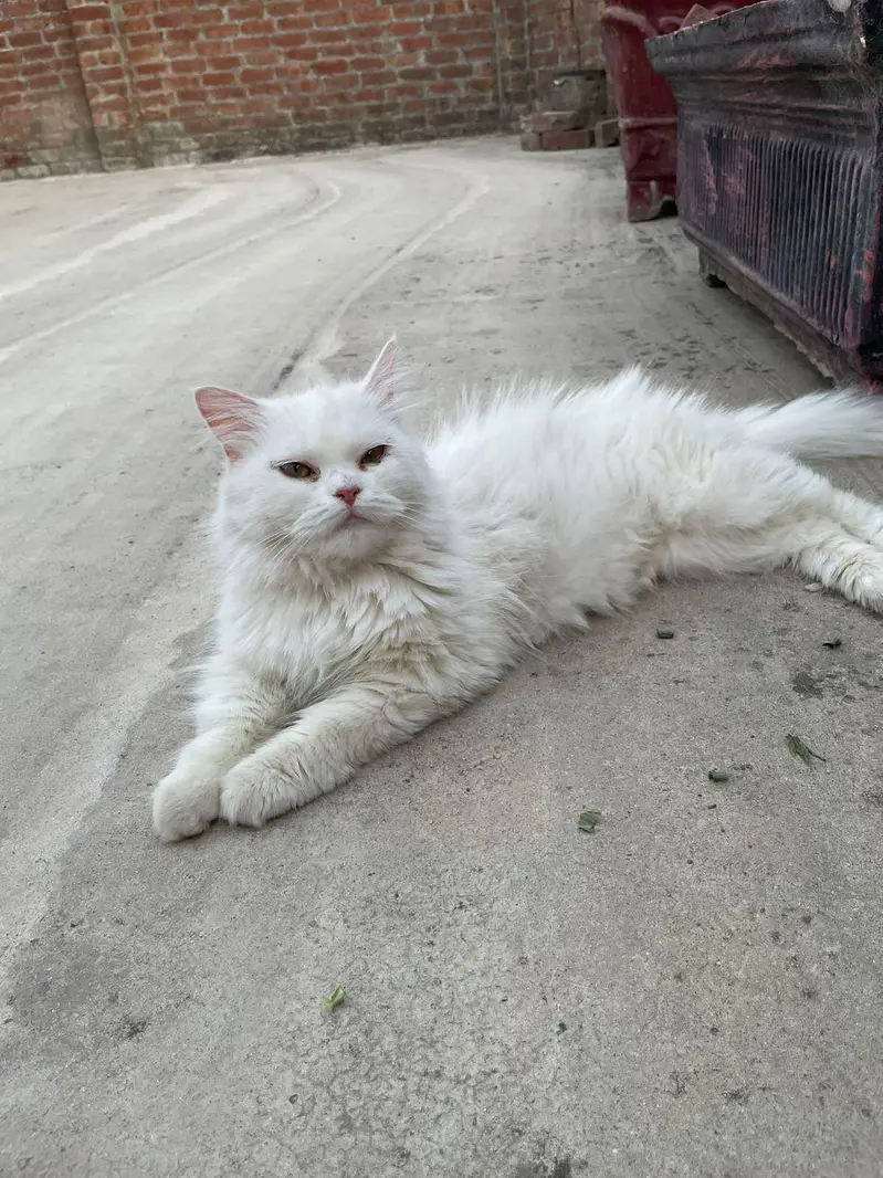 persian semi punch cat on heat cross with punch face odd eye male — photo 9