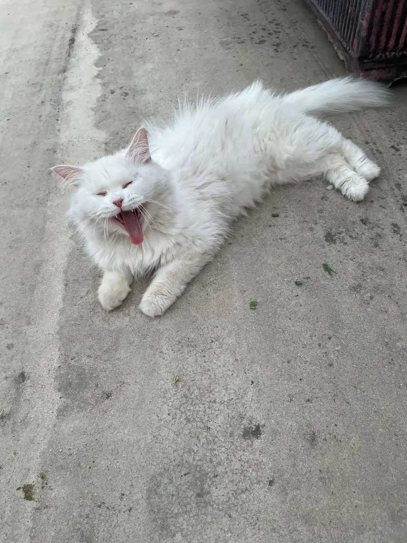 persian semi punch cat on heat cross with punch face odd eye male — photo 10