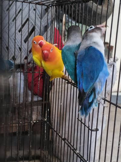 Lovebirds home breed in jumbo size full breeder pairs