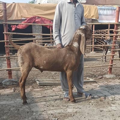 Healthy Andal Kheera Goat 40KG- 50KG+