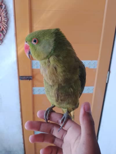 Desi parrot hand tame