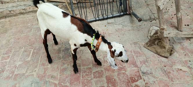 Desi Pregnant Bakri and Desi Bakray