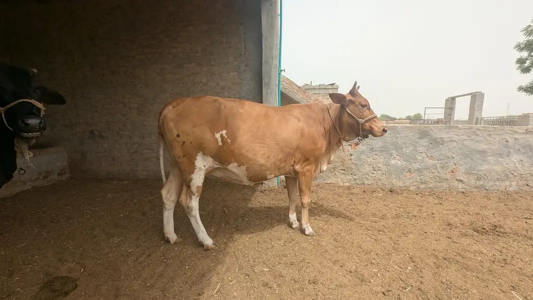 Pregnant heifer of HF cross bred of 7 months+ with Hf semen