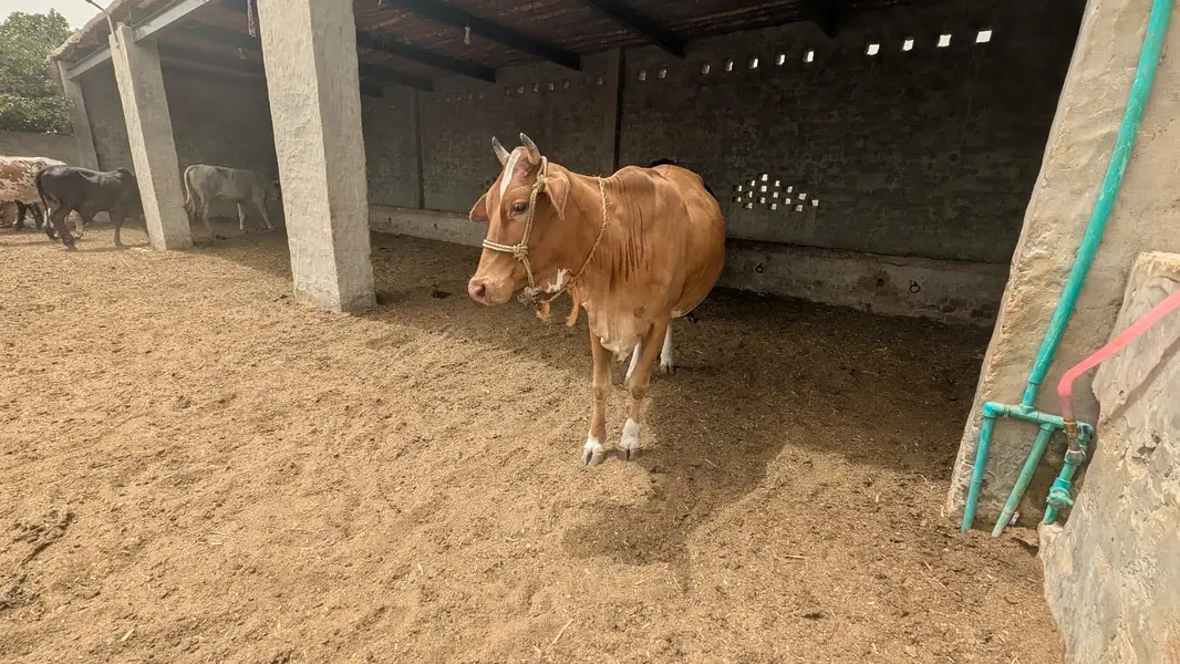 Pregnant heifer of HF cross bred of 7 months+ with Hf semen — photo 2