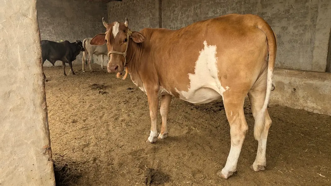 Pregnant heifer of HF cross bred of 7 months+ with Hf semen — photo 3