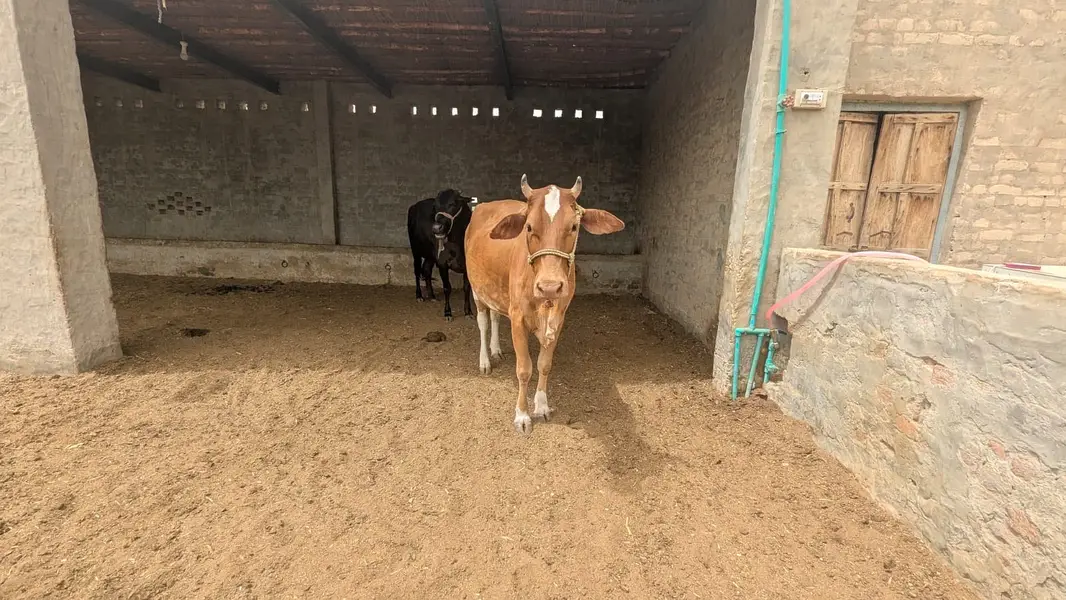 Pregnant heifer of HF cross bred of 7 months+ with Hf semen — photo 4