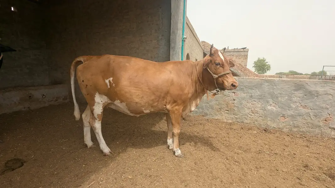 Pregnant heifer of HF cross bred of 7 months+ with Hf semen — photo 5