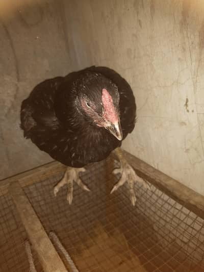 healthy and Active female