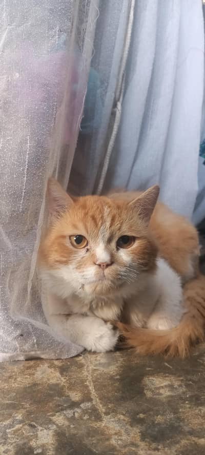Brown and White Beautiful Male Cat