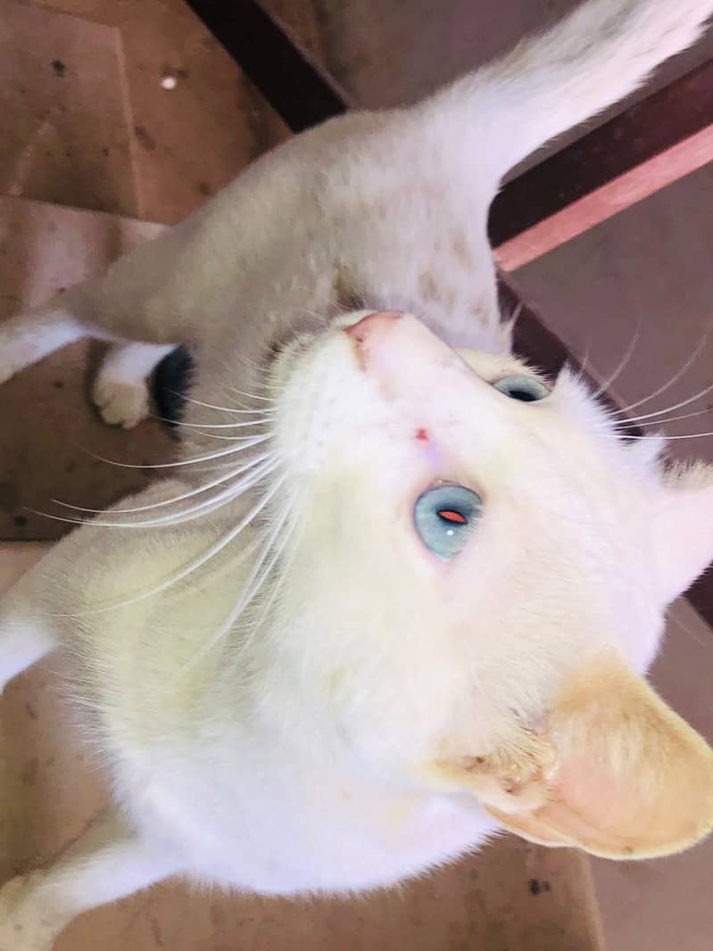 white cat 0