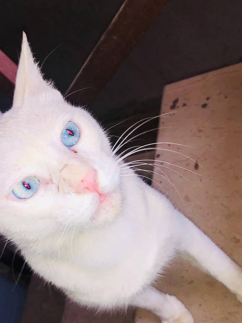 white cat 1