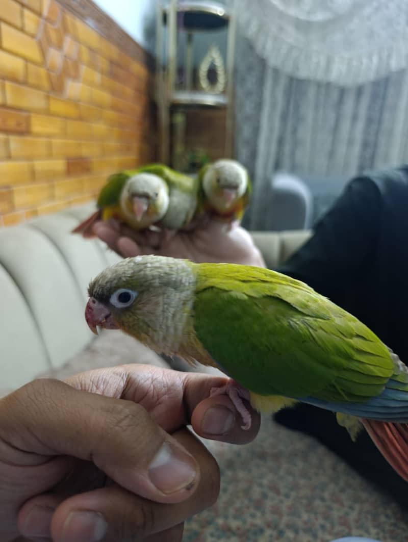 Pineapple conure 0