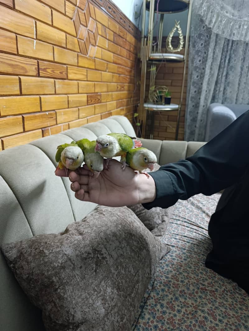 Pineapple conure 1