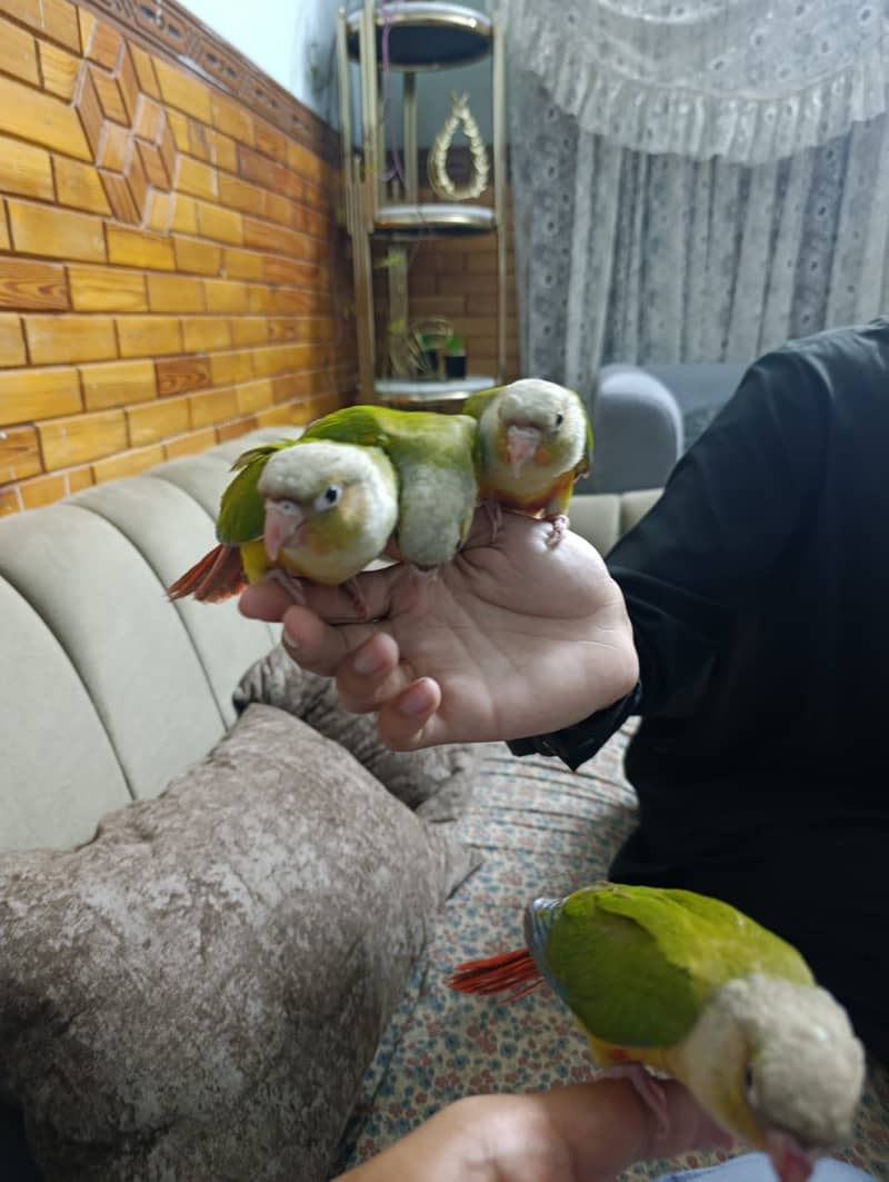Pineapple conure 2