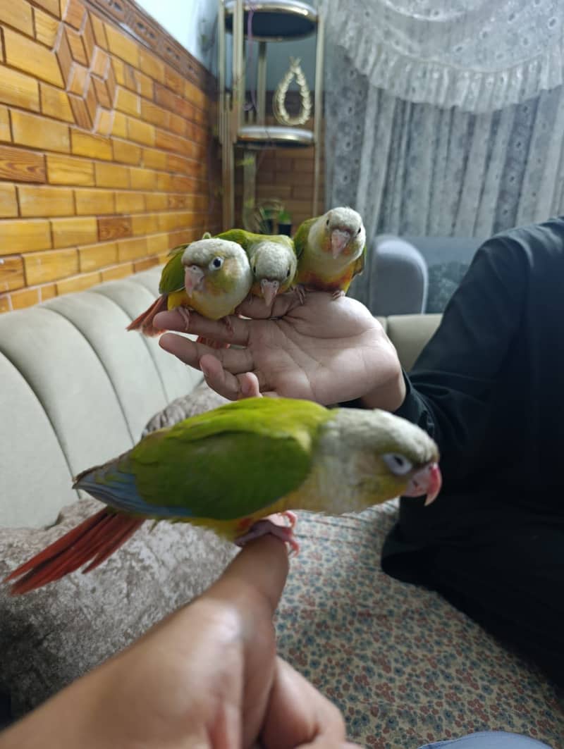 Pineapple conure 3