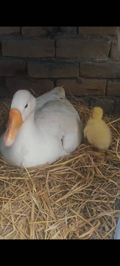 pair breeders for sale