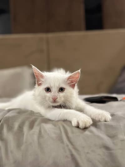 Persian kitten
