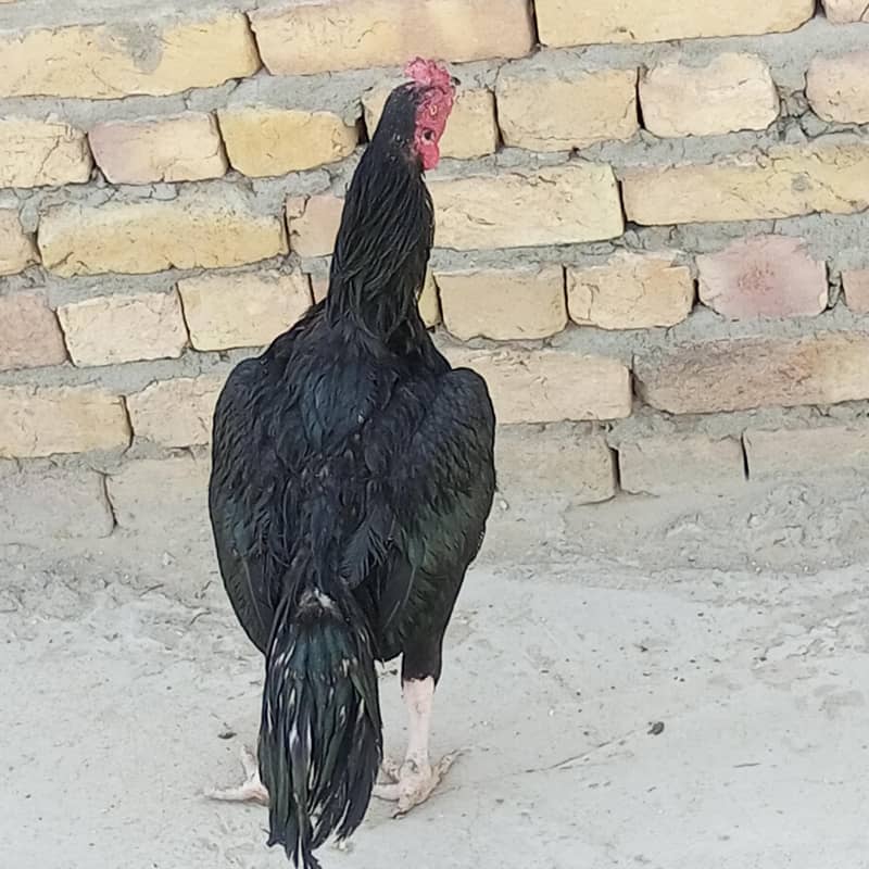 mushka 2